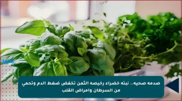صدمة صحية.. نبتة خضراء رخيصة الثمن تخفض ضغط الدم وتحمي من السرطان وأمراض القلب